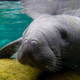 Image for article titled After Polluting Their Water for Years, Florida Says It Will Start Feeding Starving Manatees